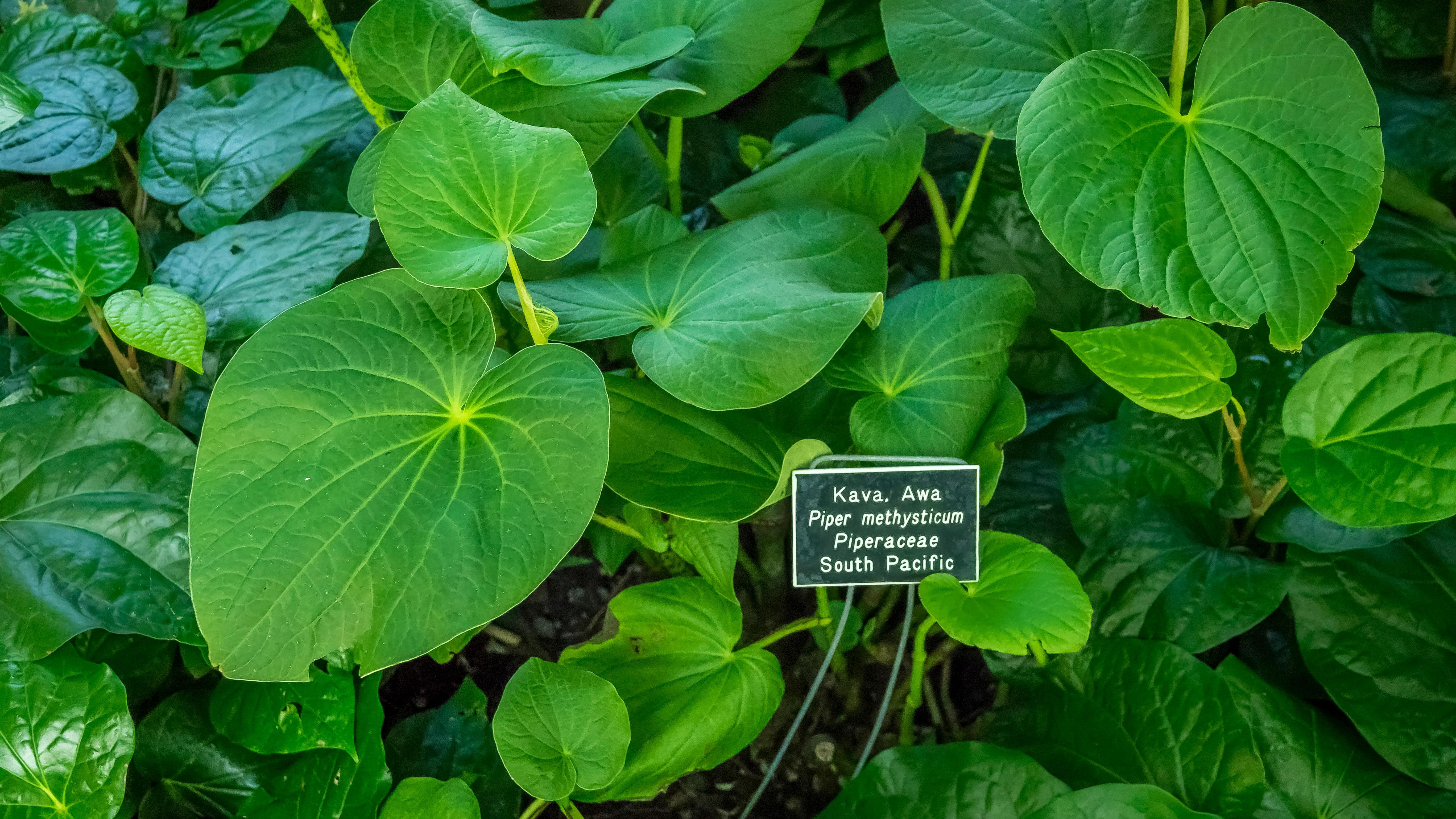 Piper methysticum kava kava