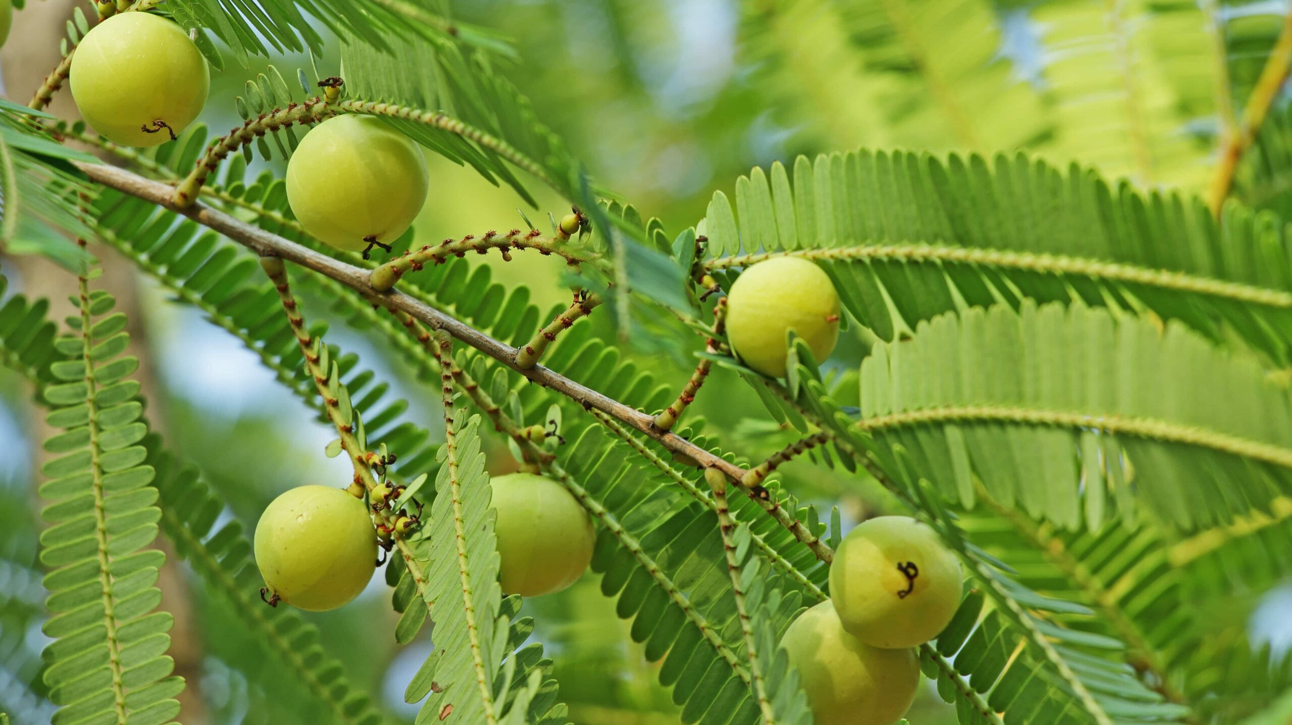 Read more about the article Amla