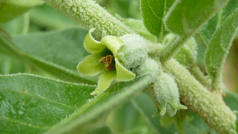 Read more about the article Ashwagandha