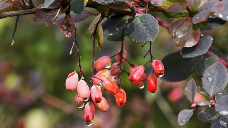 Read more about the article Barberry