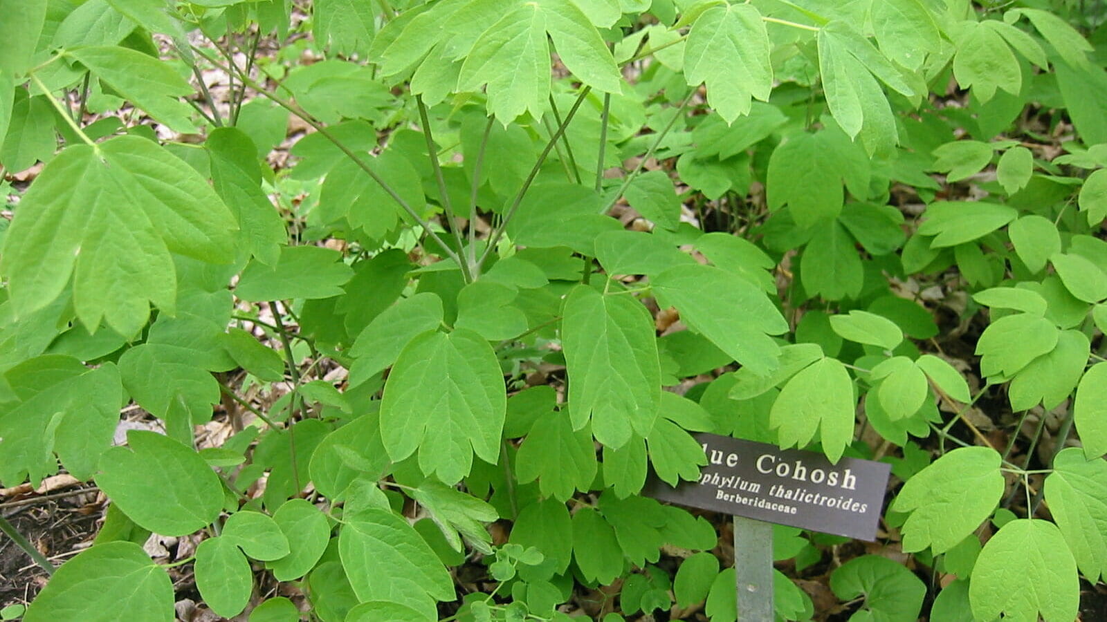 Read more about the article Blue Cohosh