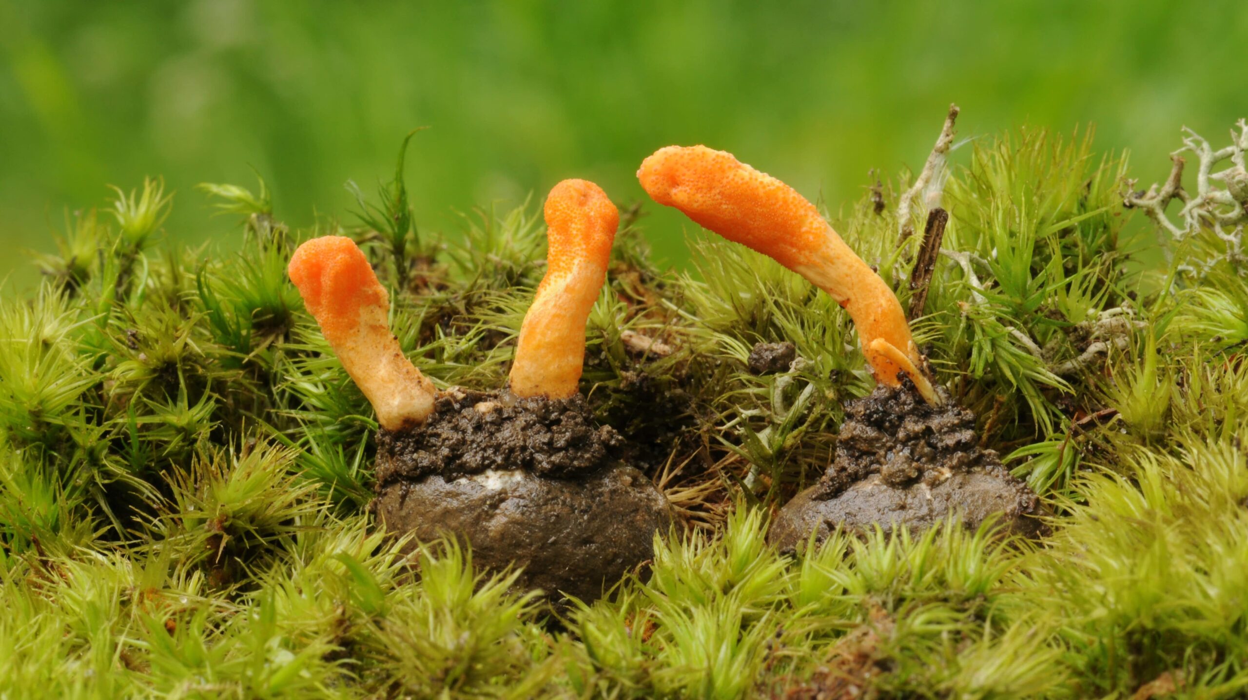 Read more about the article Cordyceps
