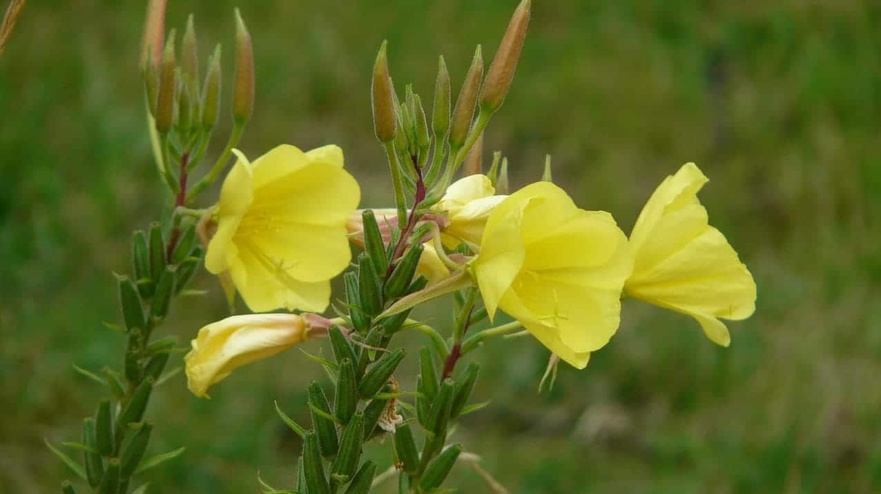 Read more about the article Evening Primrose