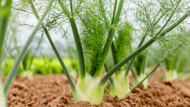 Read more about the article Fennel