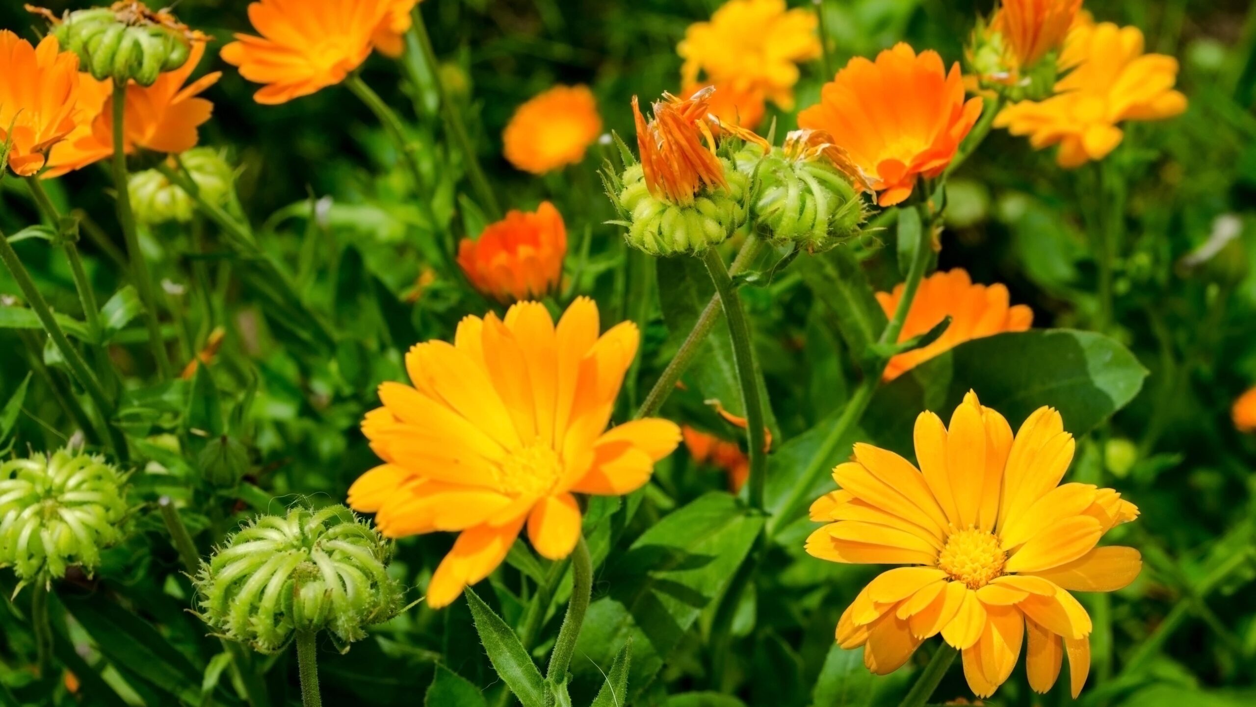 Read more about the article Calendula