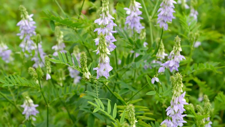 Read more about the article Goat’s Rue