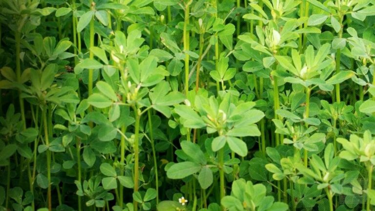 Read more about the article Fenugreek
