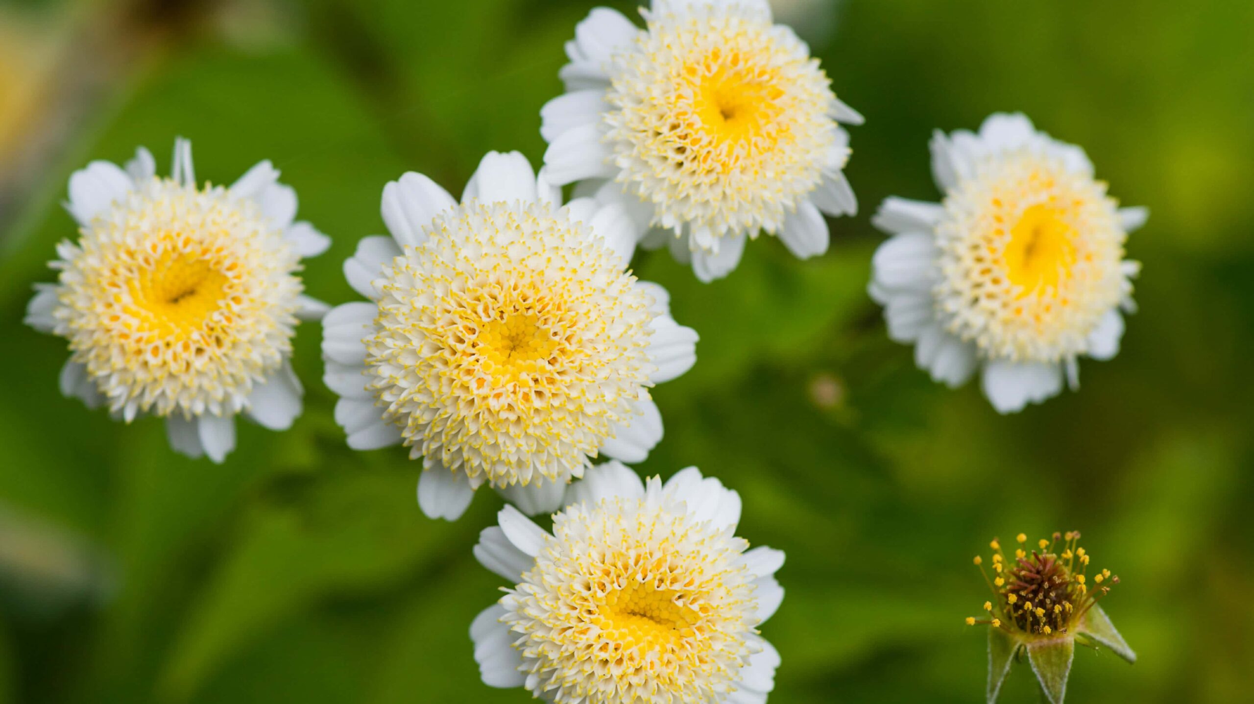 Read more about the article Feverfew