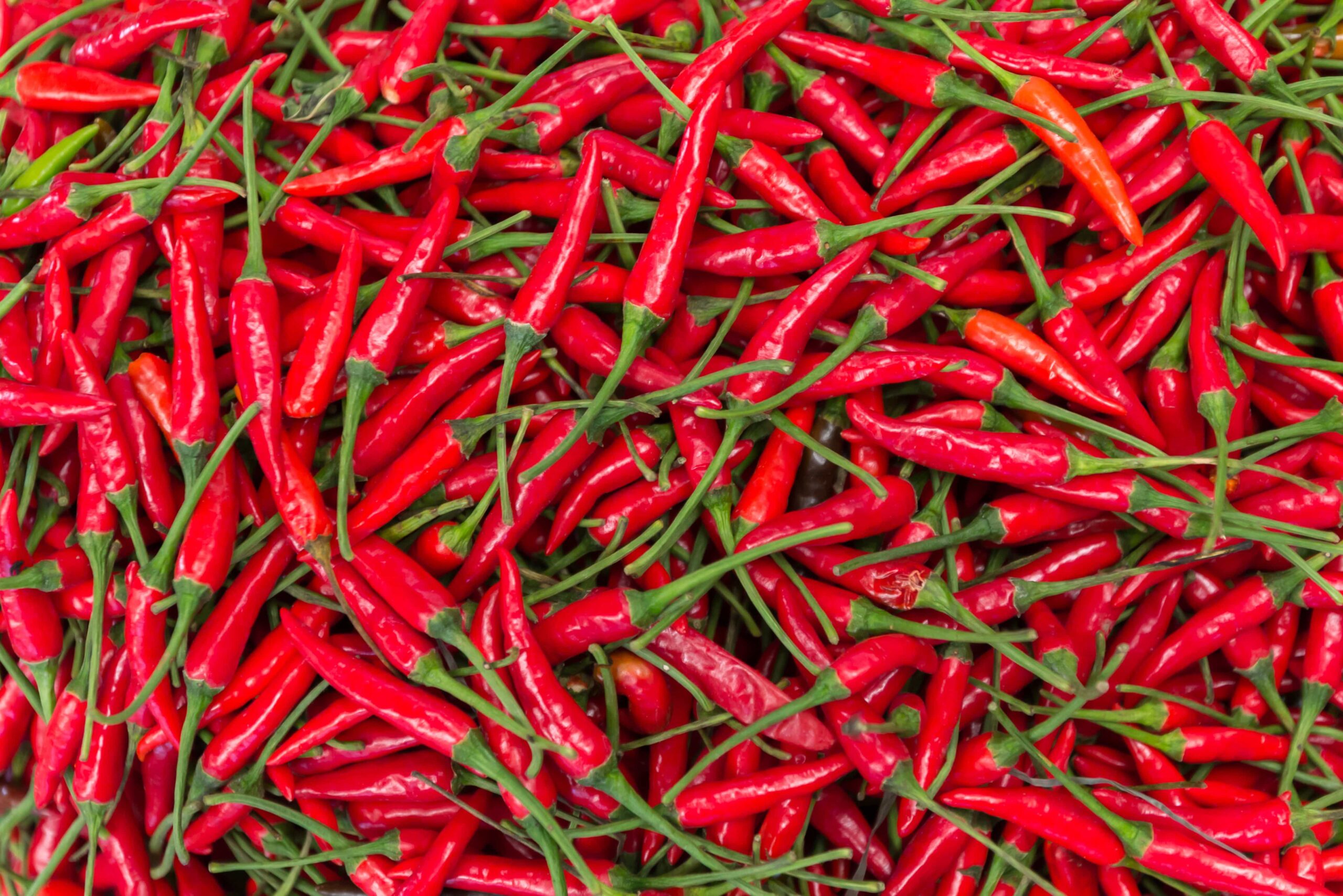 Read more about the article Cayenne
