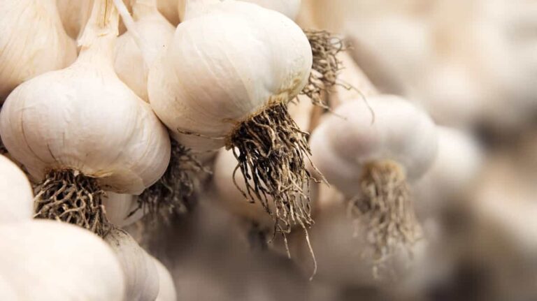 Read more about the article USES – GARLIC: Garlic Poultice